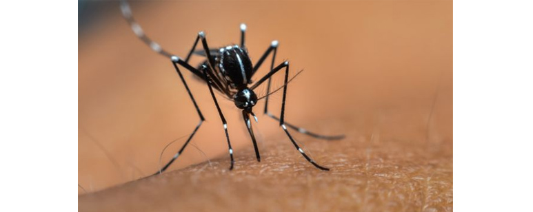 Dengue: las señales de alerta